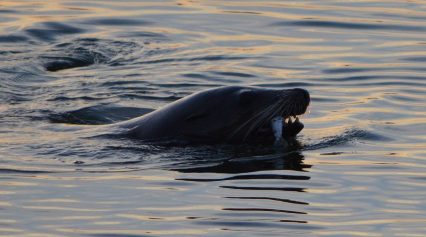 Sea Lion catching fish in Seaplane Lagoon.  Floating haul out platforms would increase their presence.