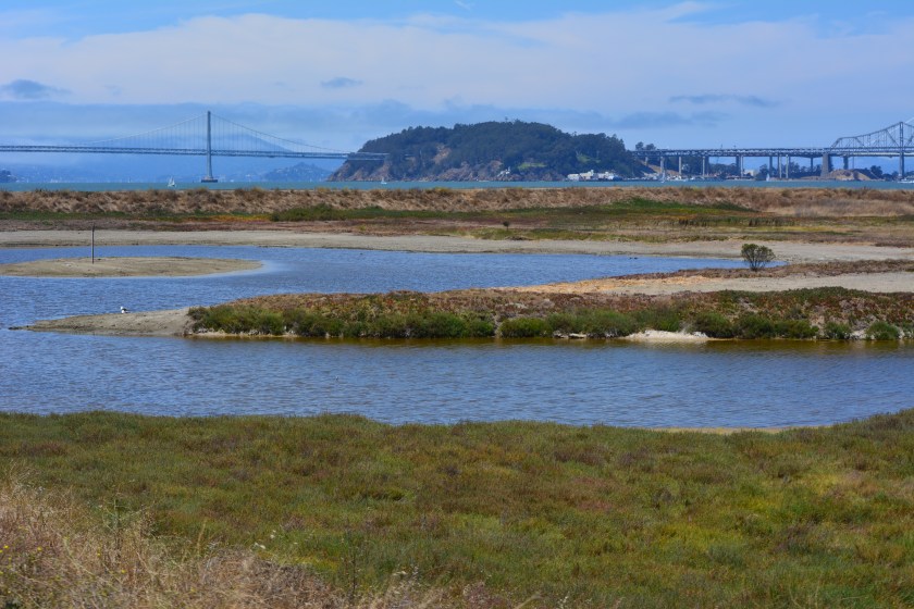 Partial view of wetland area on Site 2 - Alameda Point Nature Reserve.