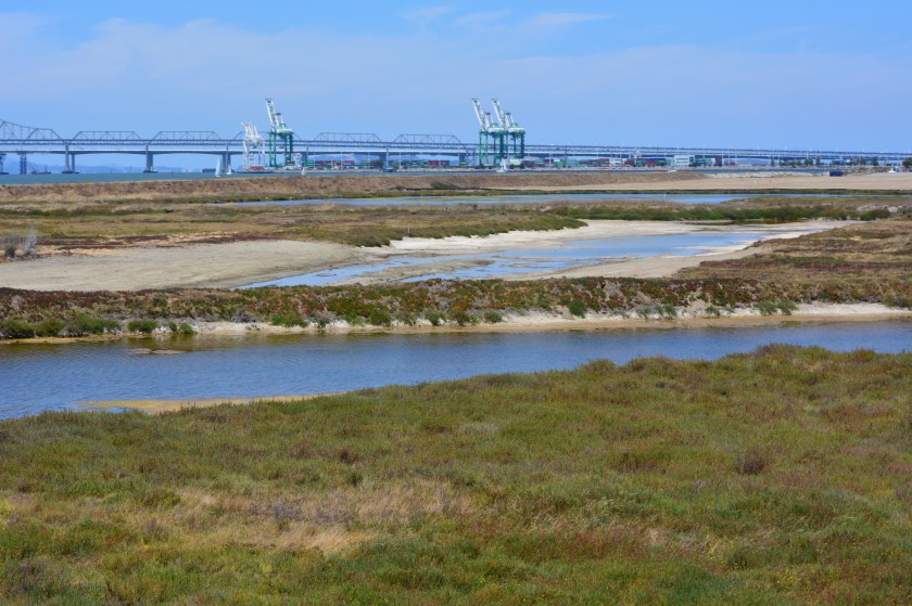 Wetland area on Site 2 looking north from southern perimeter of the site.