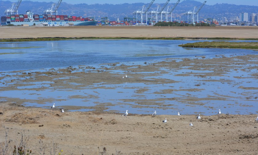 North Pond wetland connected to San Francisco Bay.  Port of Oakland in background.