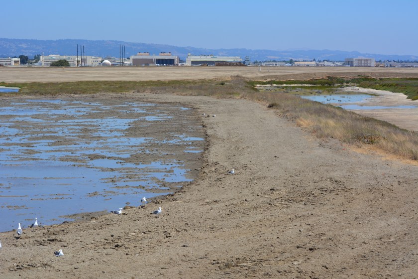 Showing wetland on the left that was added and will be allowed to naturally revegetate.  Wetland on the left connected to San Francisco Bay.  Freshwater wetland is to the right.  Looking east toward hangars.