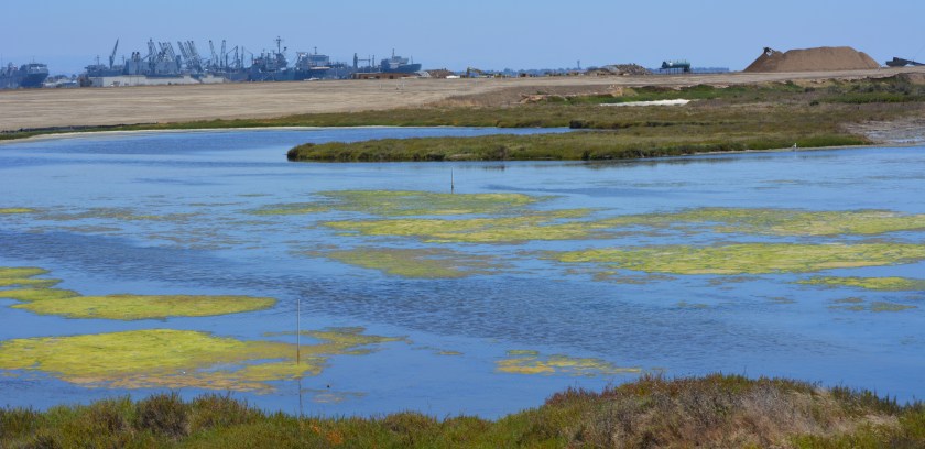 Partial view of wetland on southwest corner of Alameda Point.       Maritime ships and USS Hornet in background.