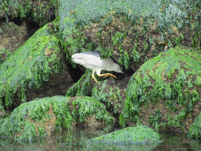 Black-crowned Night Heron poking around for food on eastern jetty of Seaplane Lagoon.  One of the regular but seldom seen wildlife visitors.