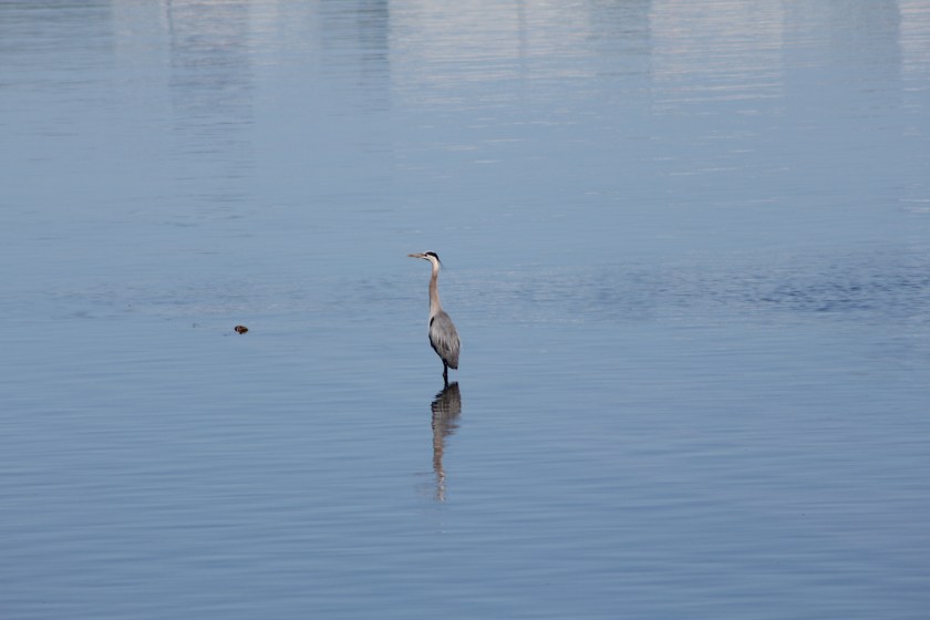 Great Blue Heron standing in shallow Seaplane Lagoon area where tidal marsh is proposed. 