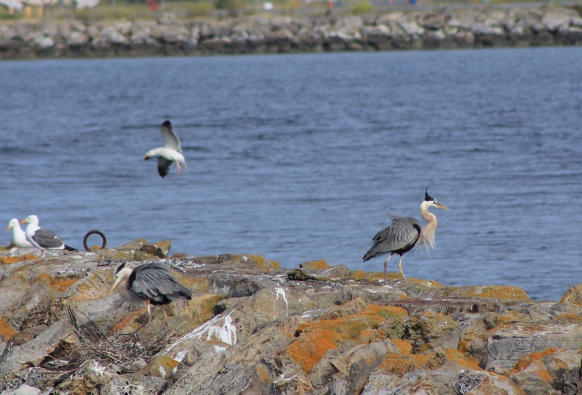 Eastern jetty of Seaplane Lagoon with Great Blue Herons with nest and landing gull.  Heron is directly above proposed tidal marsh featured on map above.  West shore of Seaplane Lagoon in background.