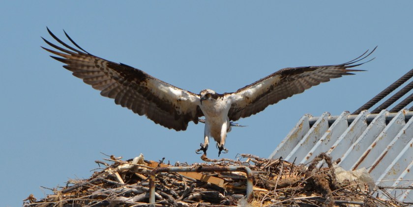 Osprey landing on the kingpost nest on the maritime ship Admiral Callaghan docked at Alameda Point - May 2013.