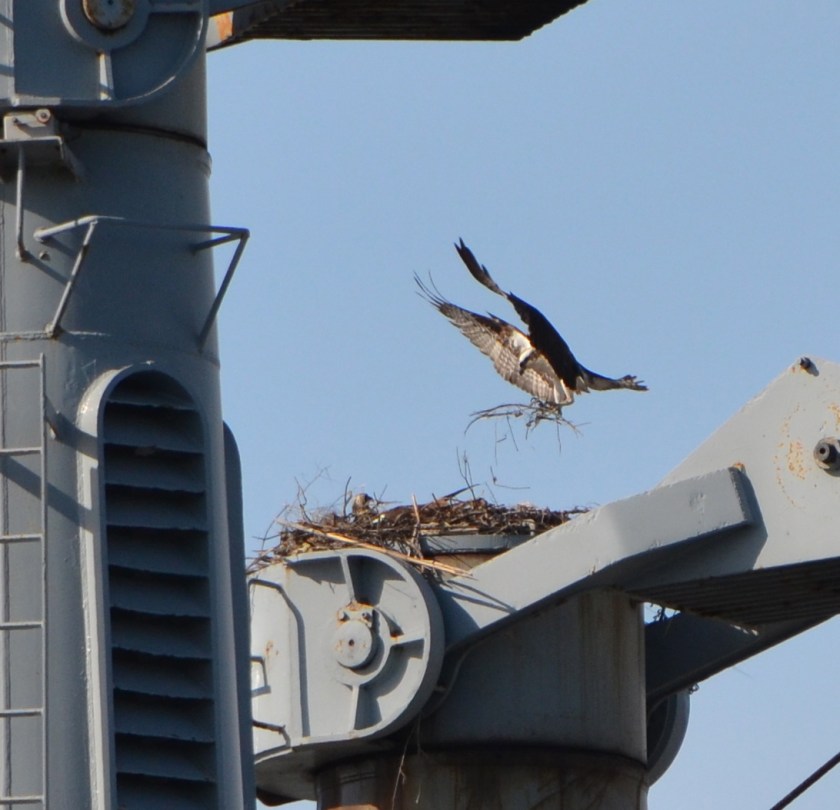 Osprey bringing in nest material for the Callaghan kingpost nest - 2013.