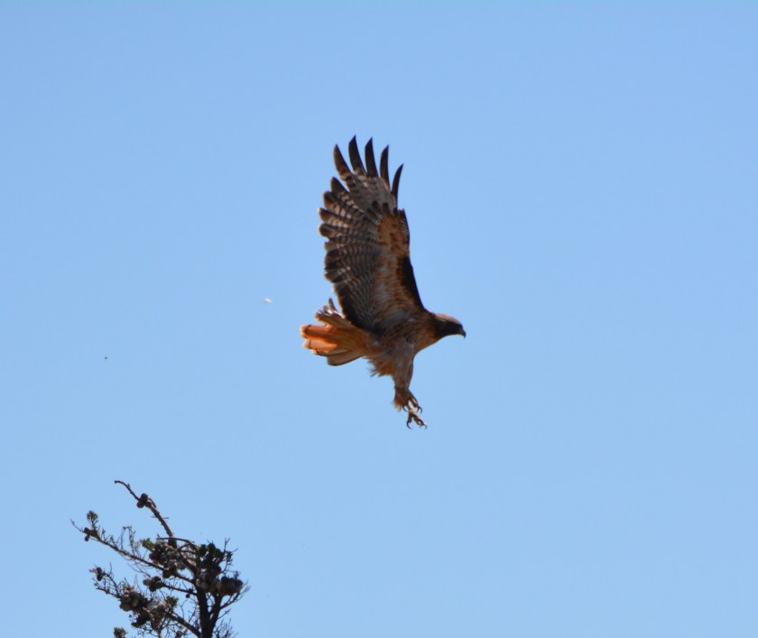 Red-tailed Hawk #1