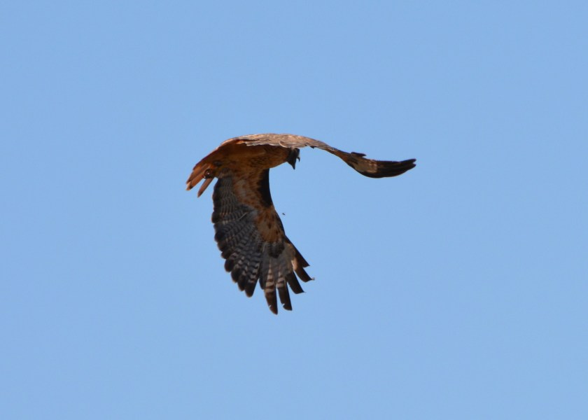 Red-tailed Hawk #3 Alameda Point