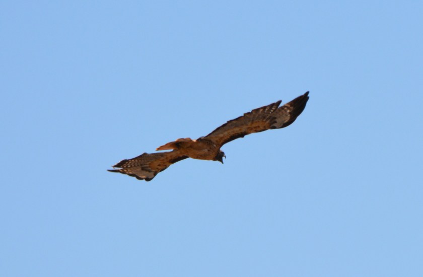 Red-tailed Hawk #4 Alameda Point