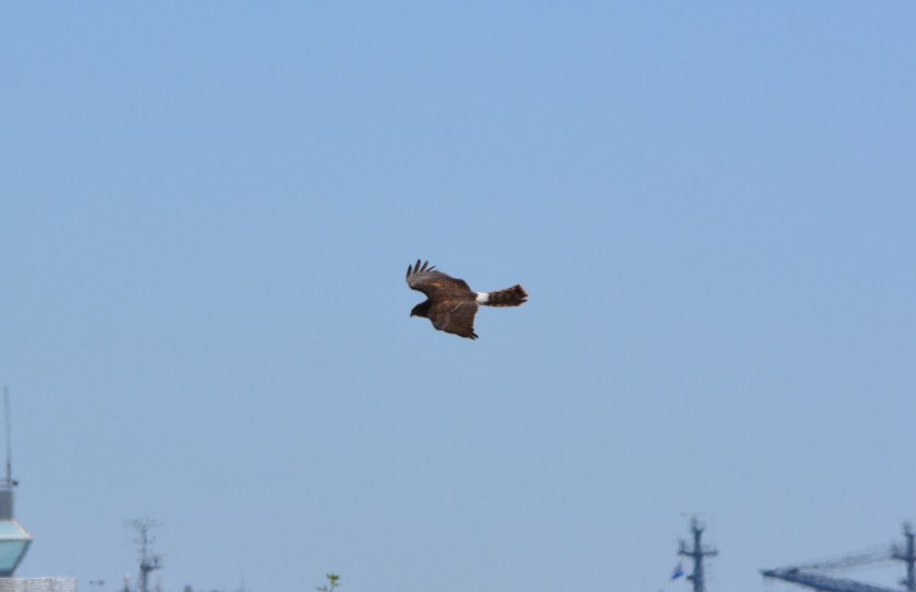 Northern Harrier #1 Alameda Point