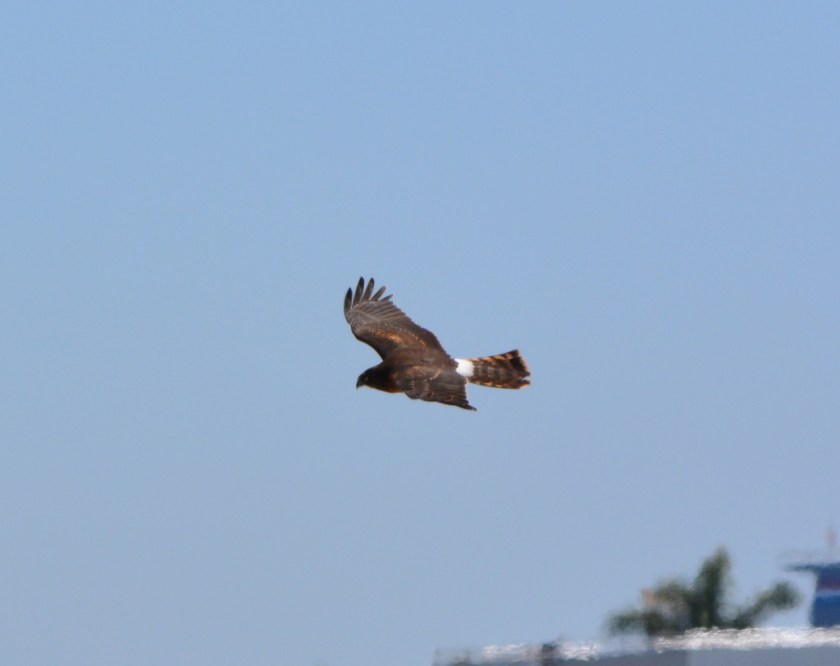 Northern Harrier #2 Alameda Point