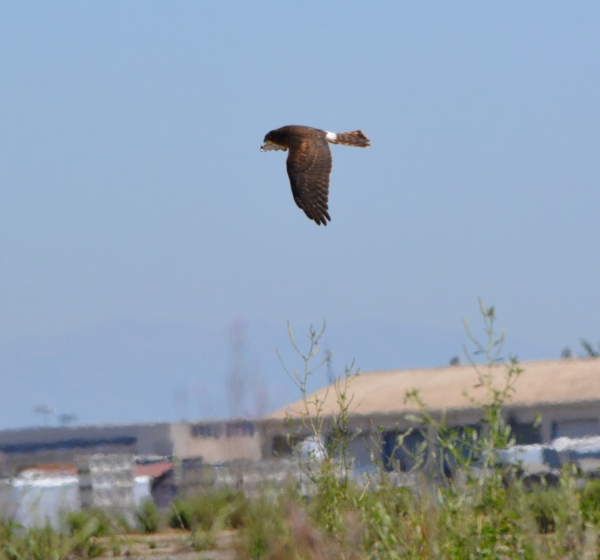 Northern Harrier #3 Alameda Point