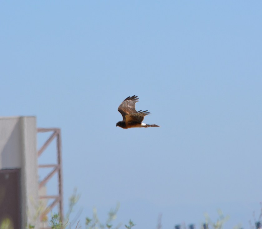 Northern Harrier #4 Alameda Point