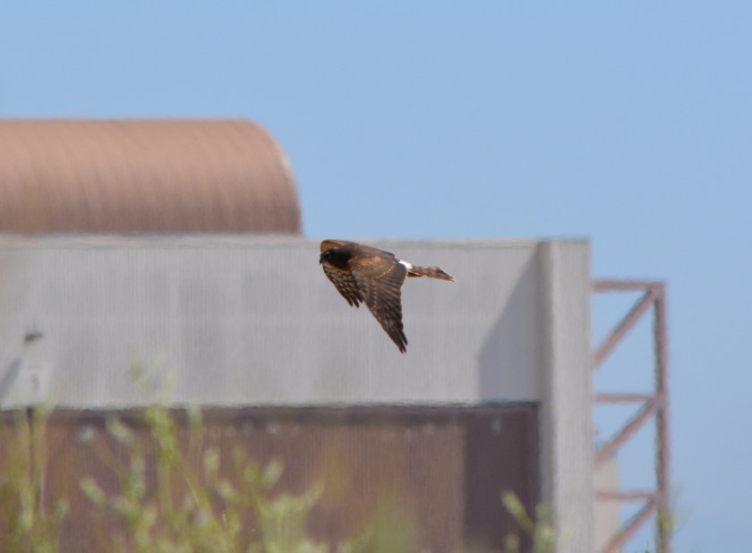 Northern Harrier #5 Alameda Point