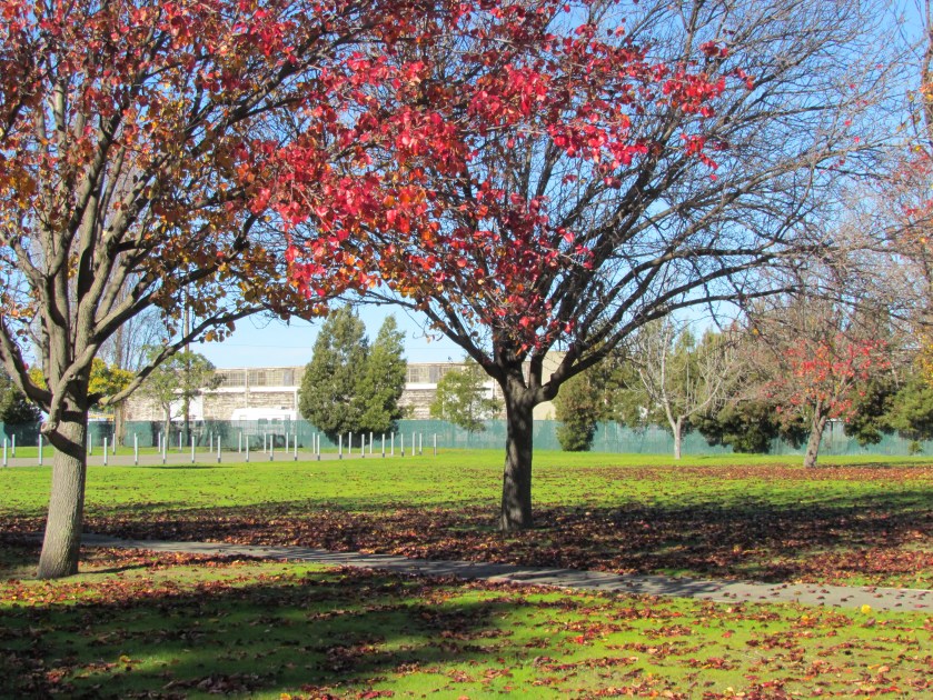 Estuary Park fall foliage.
