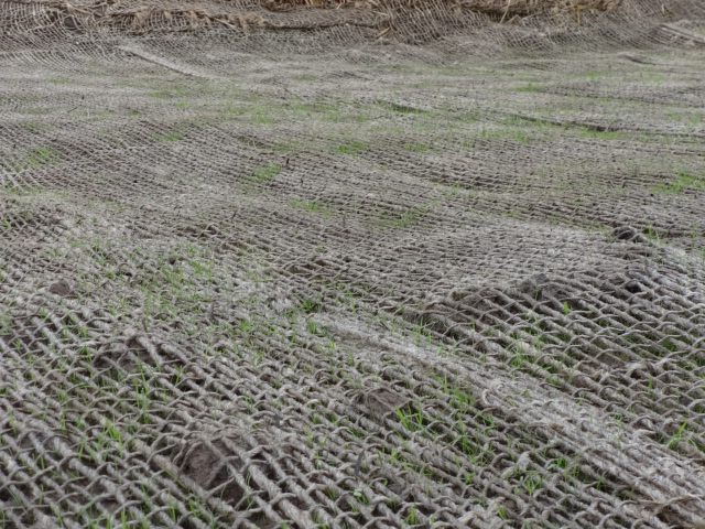 Jute mesh around wetland should, with grass starting to sprout.