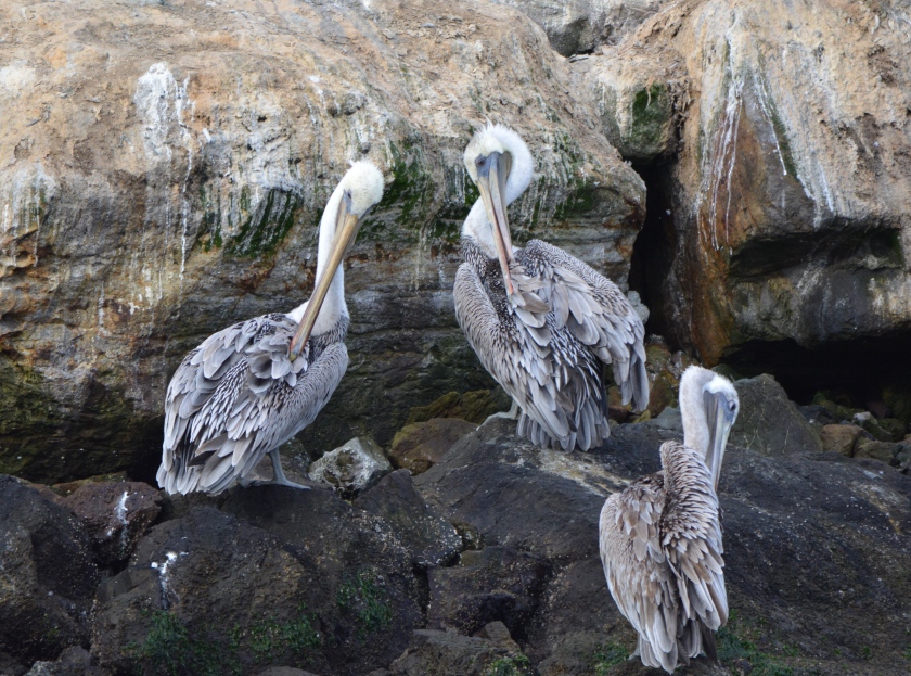 Brown pelicans of Breakwater Island, Alameda