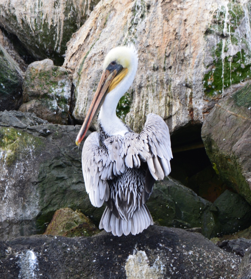 Brown pelican on Breakwater Island, Alameda