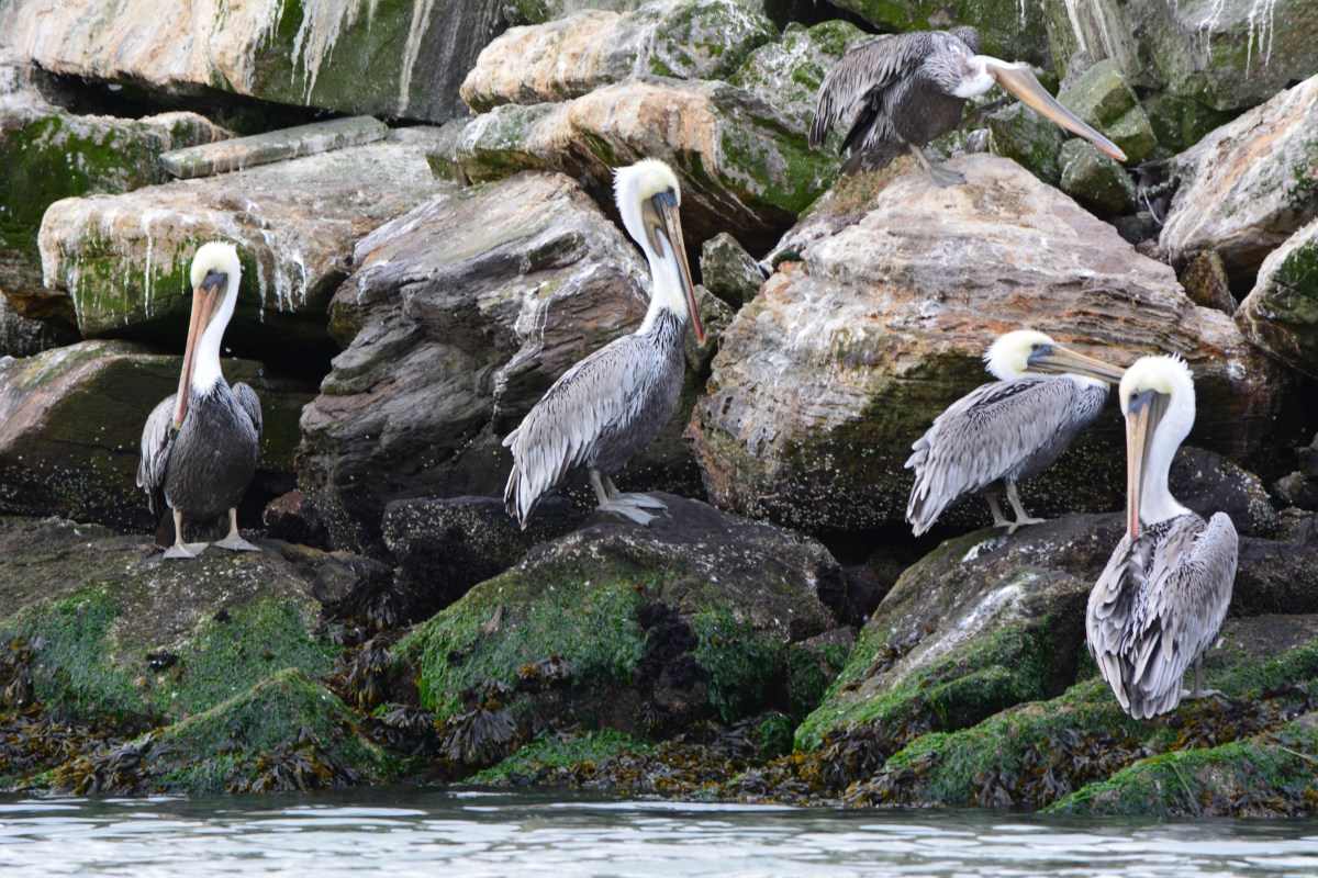 Brown pelicans of Alameda’s Breakwater Island – September&nbsp;2013