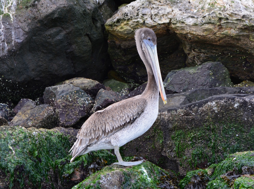 Young brown pelican on Breakwater Island, Alameda