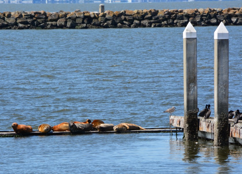 Harbor Seals on old dock