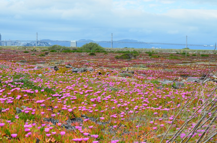 Part of the area zoned Nature Reserve by city of Alameda.  Bay Trail will pass through this area.  Least Tern nesting site is nearby to the right.  The adult terns roost near where this photo was taken, which is outside the fenced nesting area.  Pedestrians and cyclists this close to roosting terns would cause them to flush and likely be considered an unacceptable disturbance. 