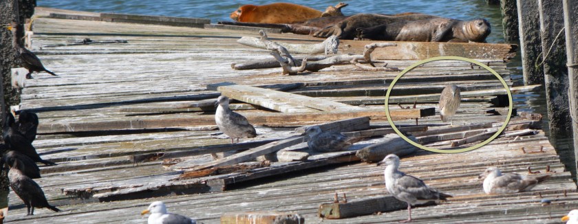 Black-crowned Nigh Heron juvenile hanging out on dock with other wildlife.