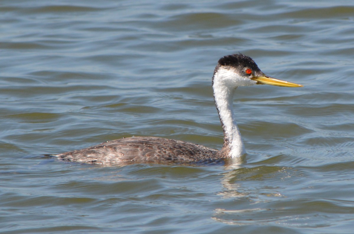 Alameda Point Wildlife Video Gallery – June&nbsp;2014