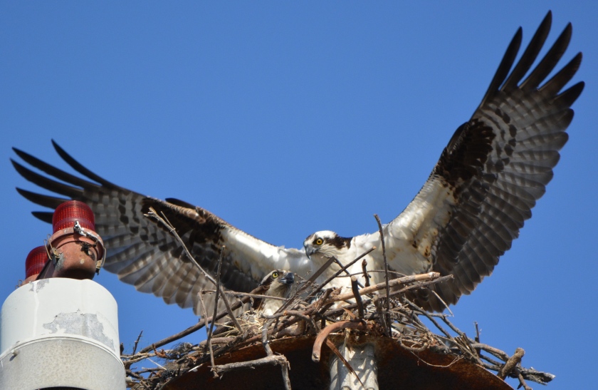 Osprey pair on their light pole nest April 18, 2014 as nest building continued.