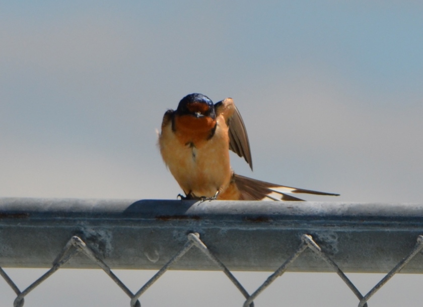 Barn Swallow on fence on west side of Seaplane Lagoon.  Common to the area, often seen flying low over the water looking for flying insects,  nesting almost exclusively on man-made structures, possibly Building 29.