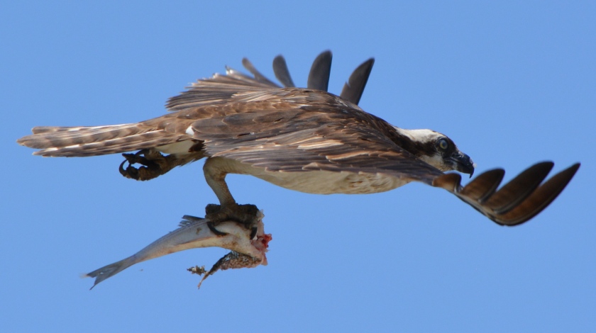 Osprey with striped bass in early June 2014 near maritime ships at Alameda Point.