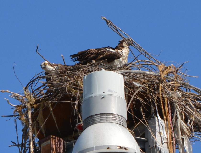 Female osprey arranging nesting material with male looking on.
