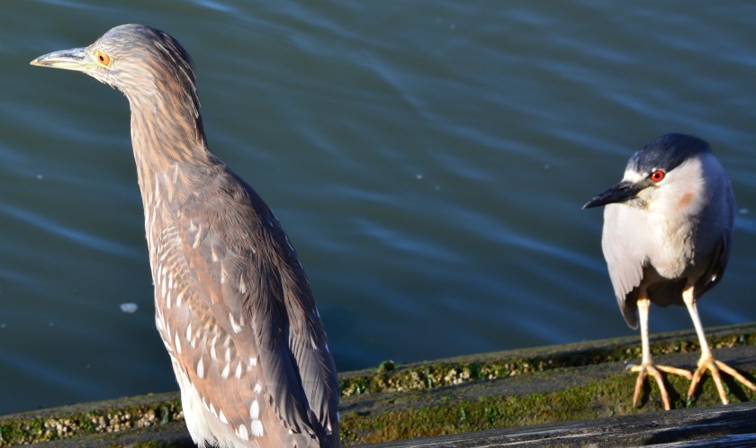 Black-crowned Night Heron juvenile and left and adult on right.  Perched on remnants of old Navy recreational dock in Alameda Point's Inner Harbor on south side.