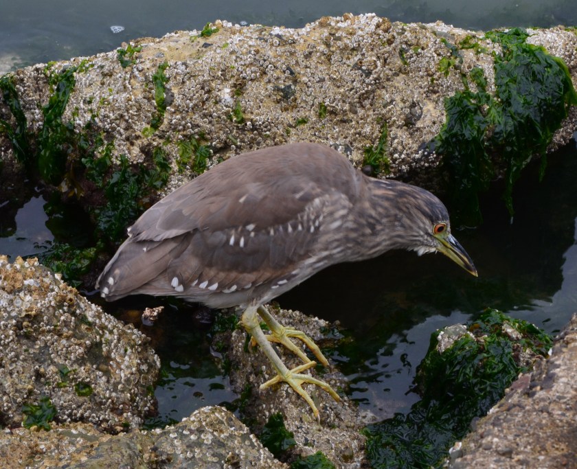 Black-crowned Night Heron juvenile foraging on Alameda Point shoreline.