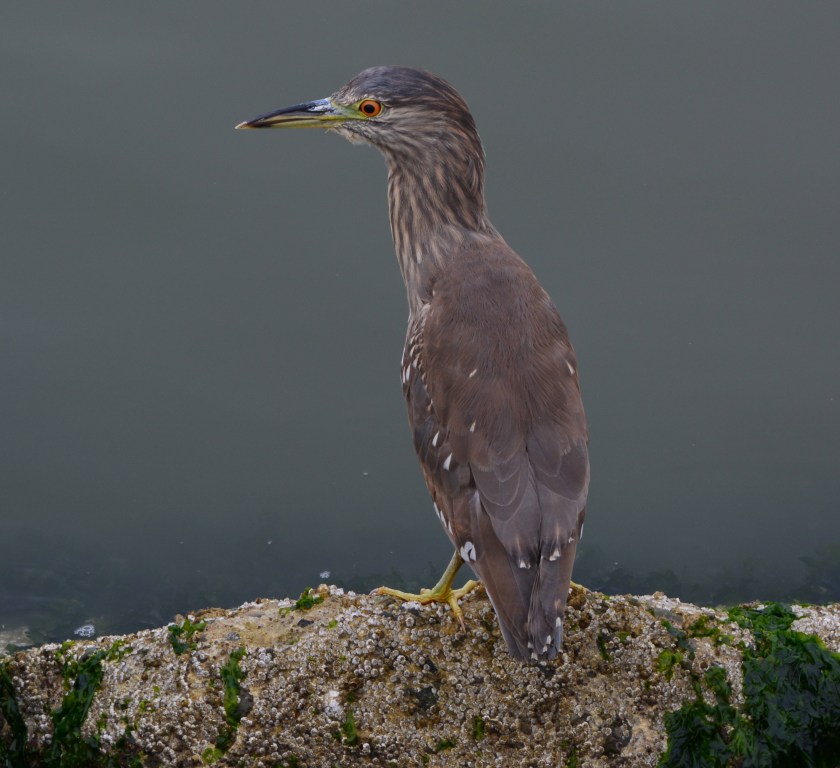 Black-crowned Night Heron juvenile Alameda Point