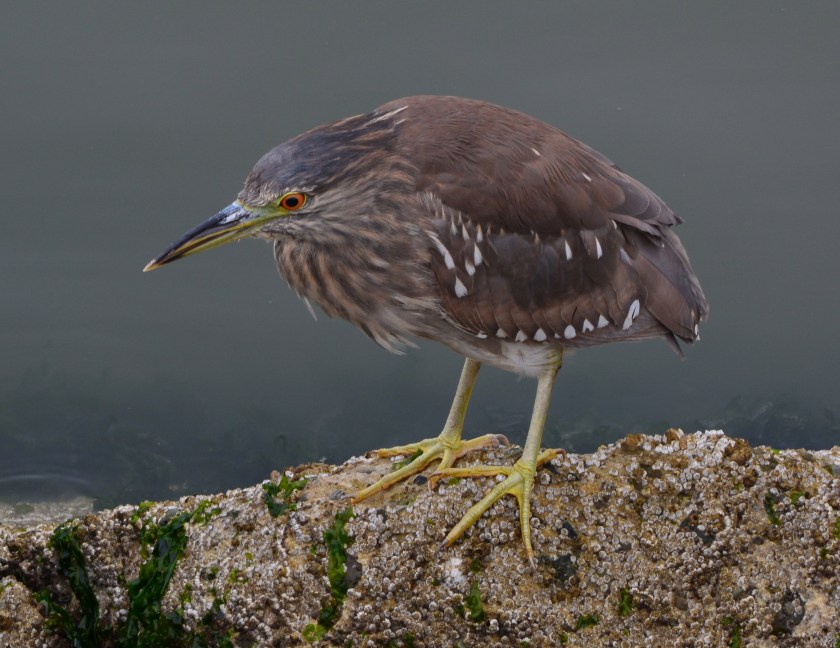 Black-crowned Night Heron juvenile June 2014