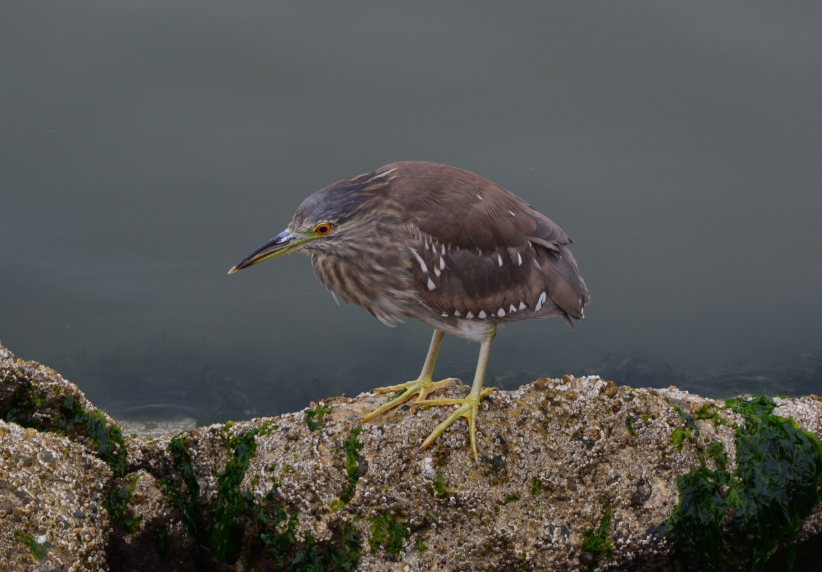 Black-crowned Night Heron Juvenile – Gallery and Video – Spring&nbsp;2014