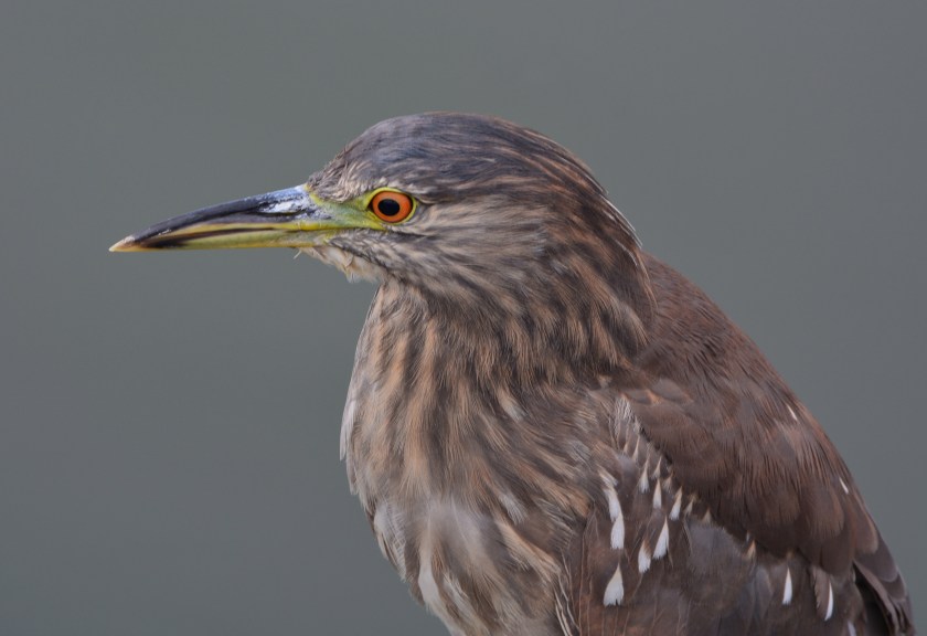 Black-crowned Night Heron juvenile close-up