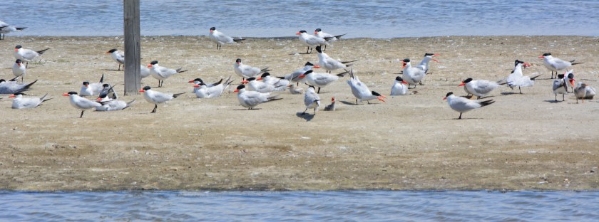 Caspian Terns and chicks at West Wetland, Alameda Point.