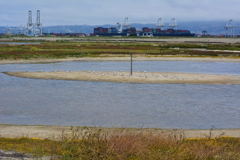 South Pond of West Wetland at Alameda Point.  Island in pond has become a nesting site for Caspian Terns.  Looking north toward Port of Oakland.