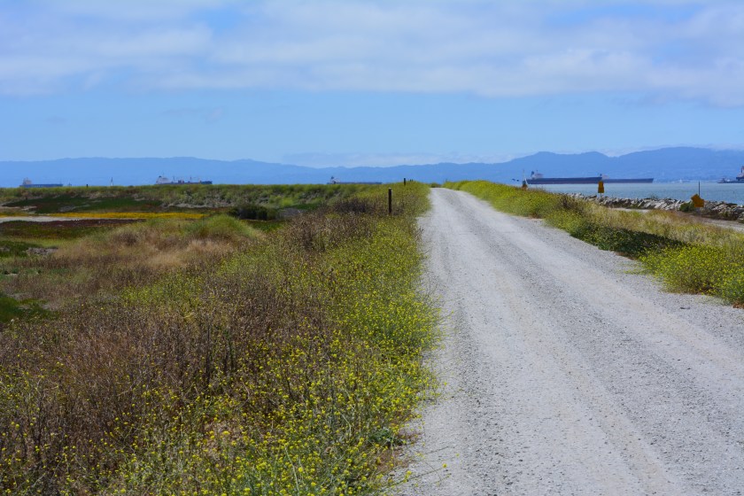 Trail on embankment at southwest corner of Alameda Point.  Looking south with San Francisco Bay to the right and ahead.  Additional trail to the right at riprap elevation.