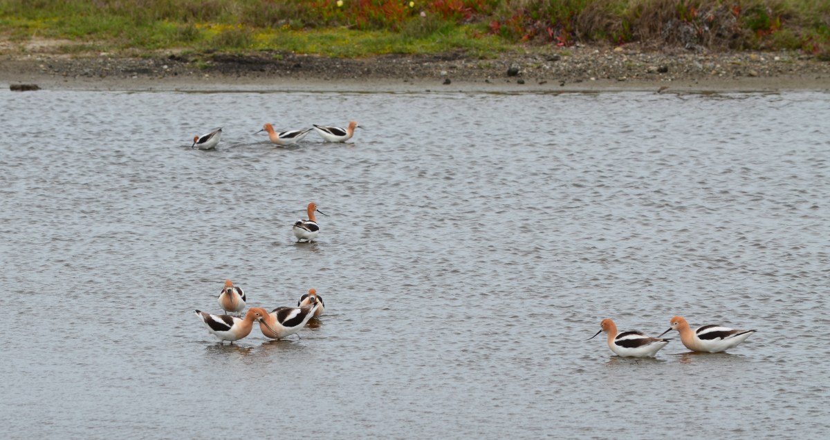 Wetland park plan at Seaplane Lagoon gets a&nbsp;boost