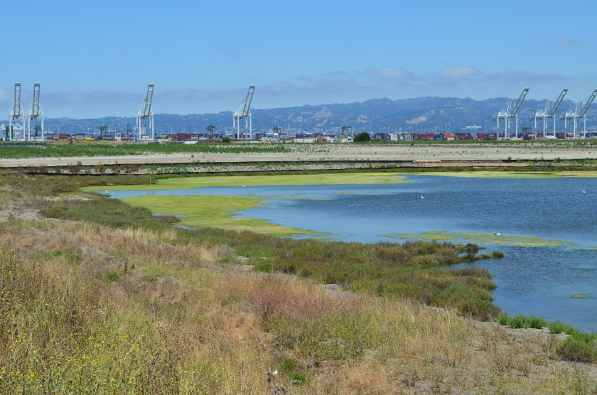 North Pond of West Wetland on southwest corner of Alameda Point.  Pond is connected to San Francisco Bay via a new culvert near upper left of pond.  Landfill soil cover is partially visible on far side of pond and will be seeded with flowering native grasses later this year.