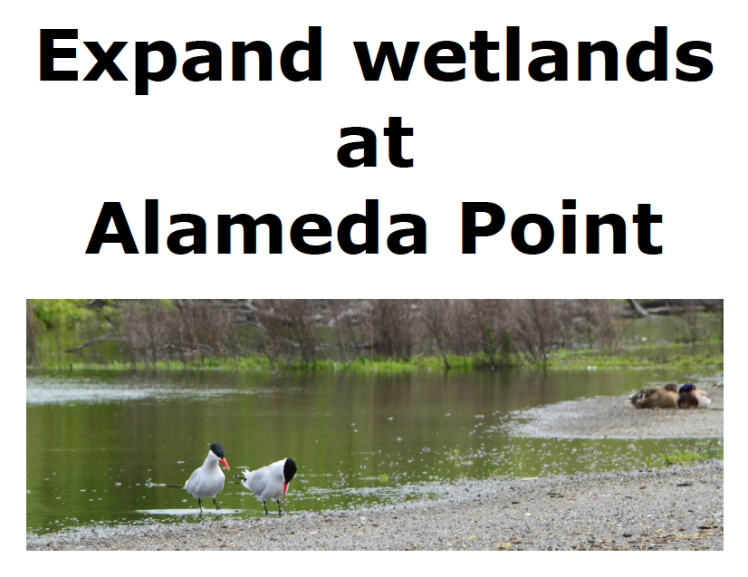 Caspian Terns at seasonal wetland on federal property next to future VA Clinic.