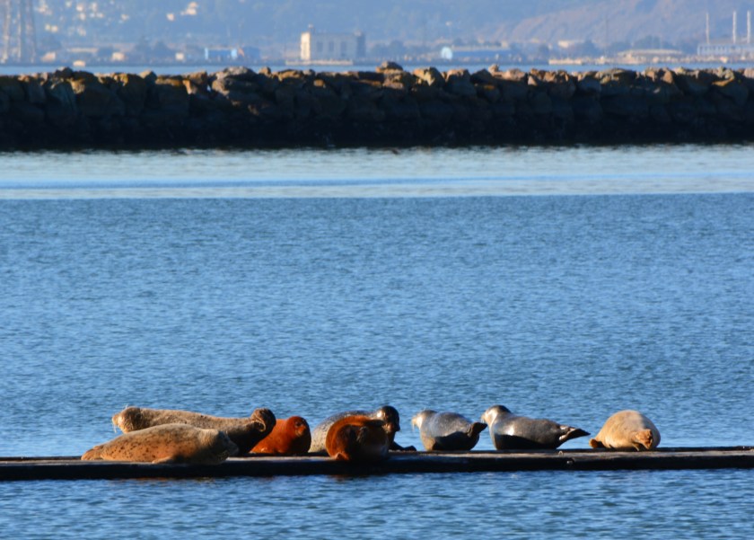 Harbor seals on dock remnant at Alameda Point, January 5, 2014.