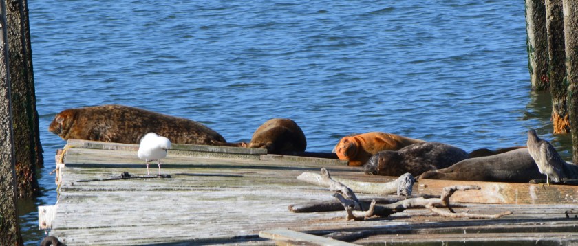 Harbor seals at Alameda Point 2014