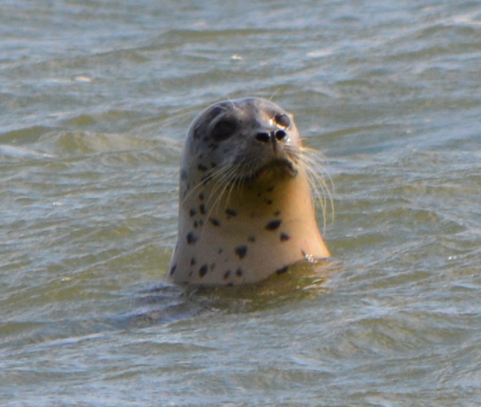 Harbor seal at Alameda Point