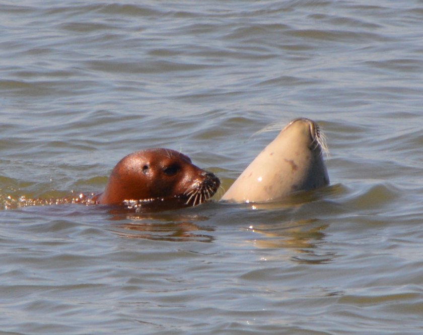 Harbor seal adult and pup