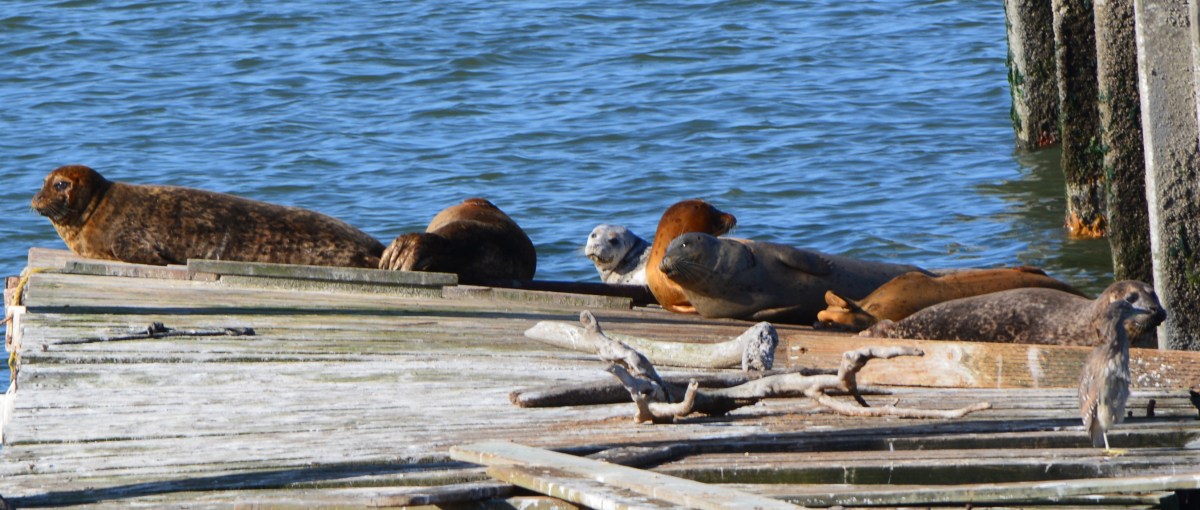 Ferry agency seeks harbor seal harassment&nbsp;permit